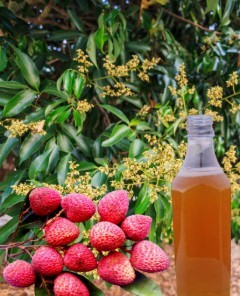 লিচু ফুলের মধু
