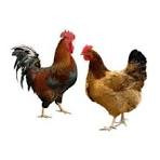 দেশী মুরগী