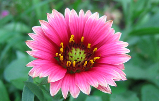 ফেব্রিজোন