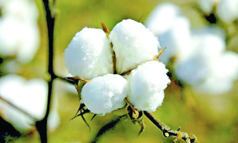 মেসার্স মায়ের দোয়া তুলা মিলস