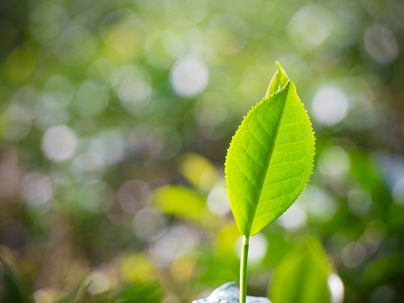 মেসার্স গোল্ডেন টিপস