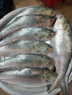 ইলিশ মাছ-ছোট সাইজ (৩০০-৫০০ গ্রাম)