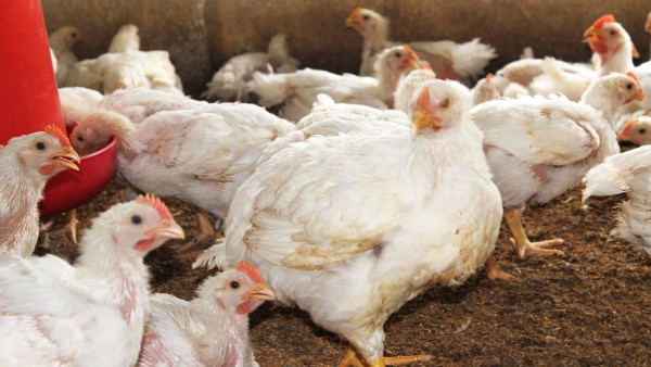 ব্রয়লার  ‍মুরগী