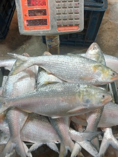 ইলিশ মাছ-মিডিয়াম সাইজ (৬০০-৯০০ গ্রাম)